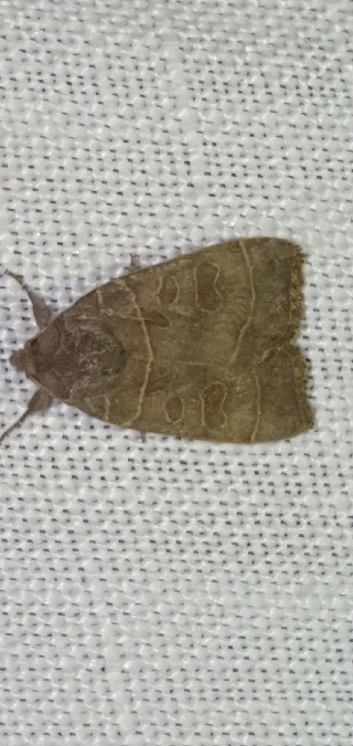Ipimorpha subtusa  - Melchior Viallet