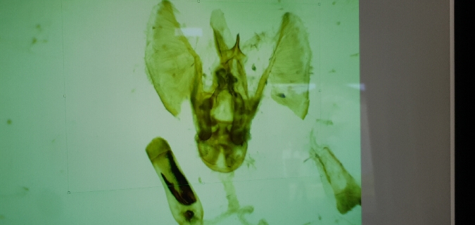 Eupithecia orphnata  - Melchior Viallet