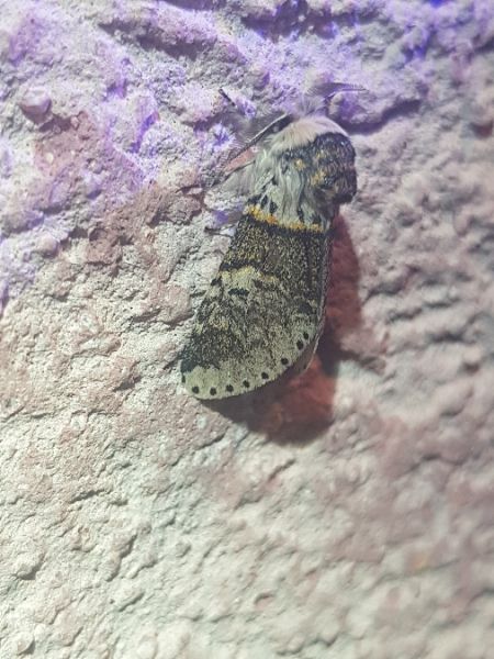 Furcula furcula  - Thomas Lux