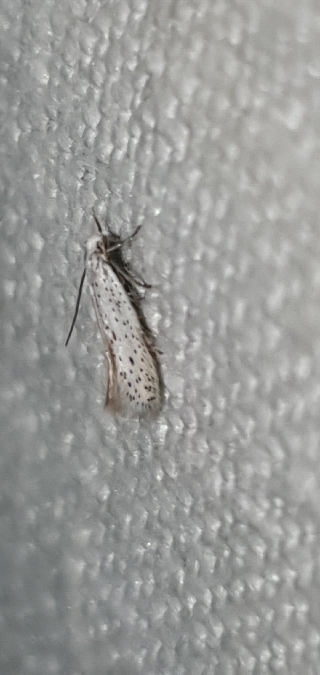 Elachista dispunctella  - Melchior Viallet