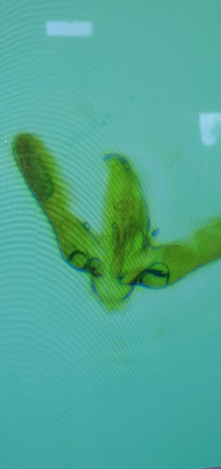 Elachista dispunctella  - Melchior Viallet