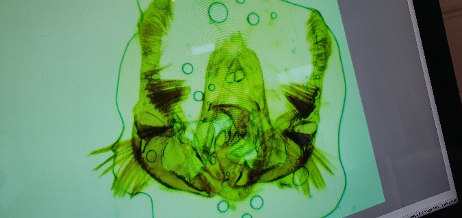 Celypha cespitana  - Melchior Viallet