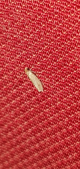 Tinea pellionella  - Melchior Viallet
