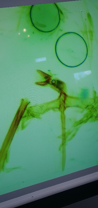 Tinea pellionella  - Melchior Viallet
