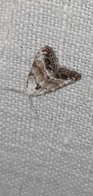 Nola subchlamydula infantula  - Melchior Viallet