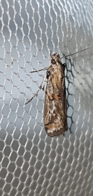 Exophora florella  - Melchior Viallet