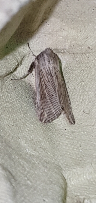 Anapoma riparia  - Melchior Viallet