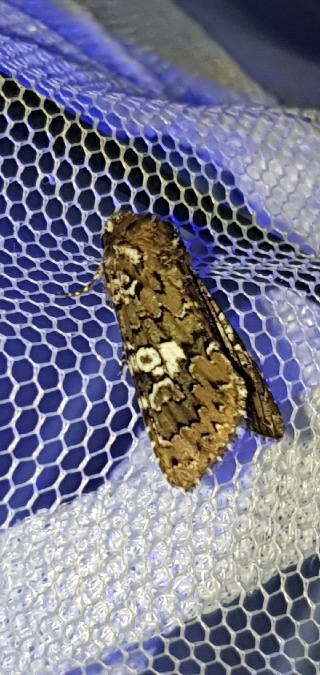 Hadena albimacula  - Melchior Viallet