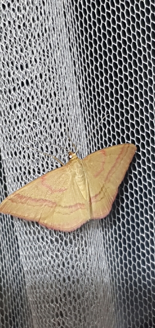 Rhodostrophia calabra  - Melchior Viallet