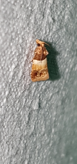 Epinotia festivana  - Melchior Viallet