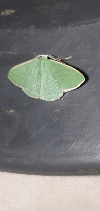 Smaragdine des philaires  - Melchior Viallet