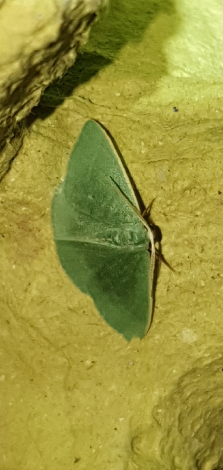 Smaragdine des philaires  - Melchior Viallet