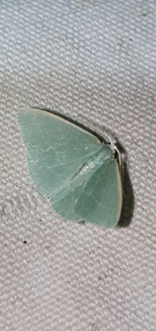 Smaragdine des philaires  - Melchior Viallet