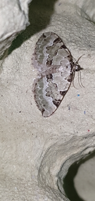 Colostygia pectinataria  - Melchior Viallet