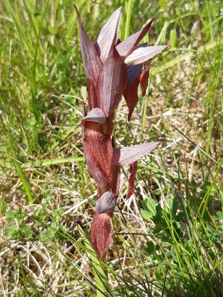 Serapias vomeracea  - Francis Bonnet