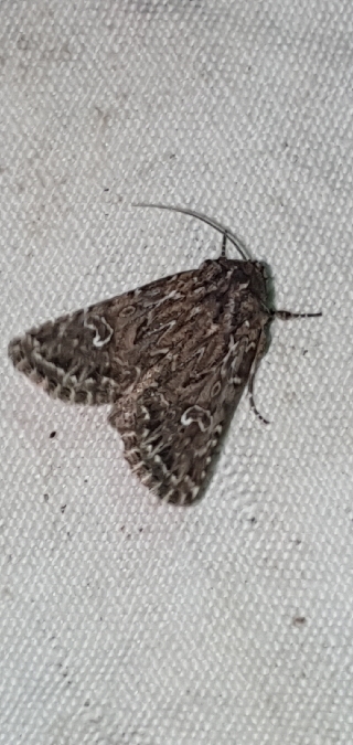 Conisania renati  - Melchior Viallet