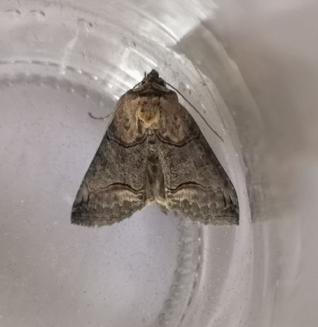 Abrostola triplasia  - Françoise Rauzieres (TGB-SSNTG)