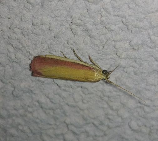 Phycide incarnat 