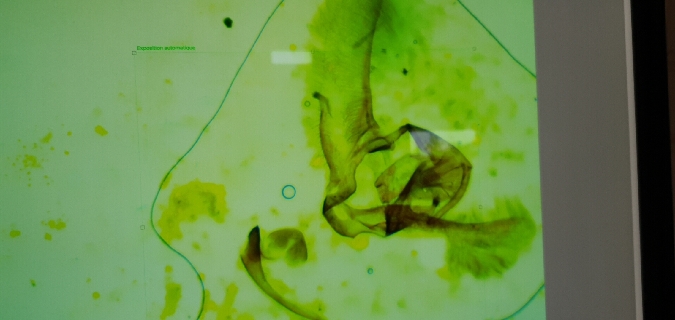 Cnephasia incertana  - Melchior Viallet