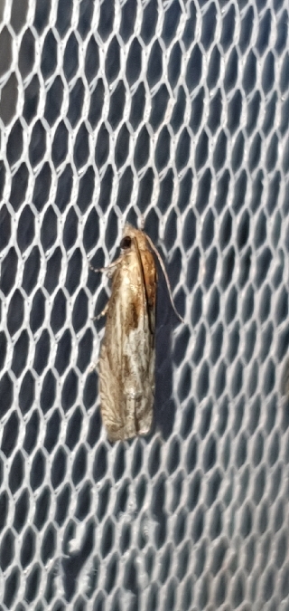 Eucosma cana  - Melchior Viallet