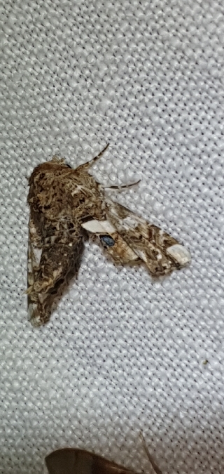 Eutelia adulatrix  - Melchior Viallet