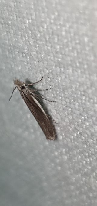 Sophronia semicostella  - Melchior Viallet
