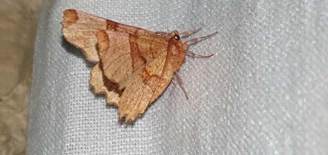 Selenia lunularia  - Melchior Viallet