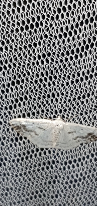 Lomographa temerata  - Melchior Viallet