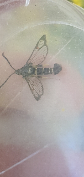 Sésie vespiforme  - Melchior Viallet