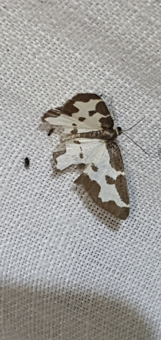 Marginée  - Melchior Viallet