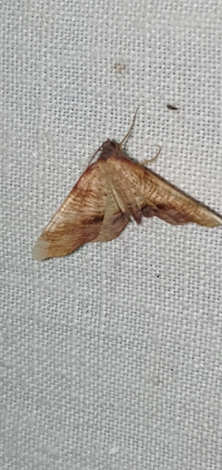Plagodis dolabraria  - Melchior Viallet