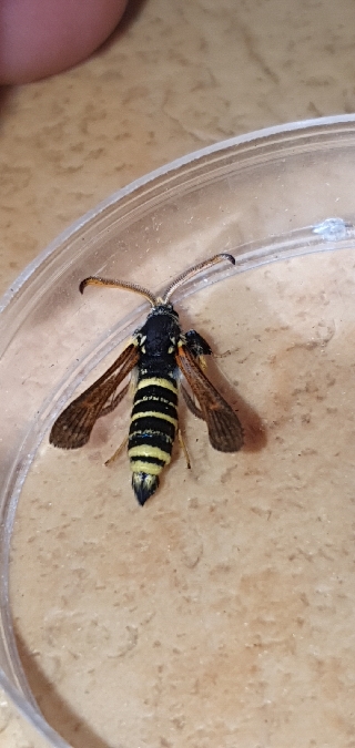 Paranthrene tabaniformis  - Melchior Viallet