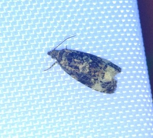 Endothenia sp. 