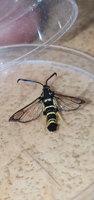 Sésie vespiforme  - Melchior Viallet