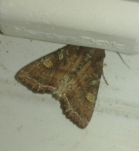 Noctuelle des potagers 