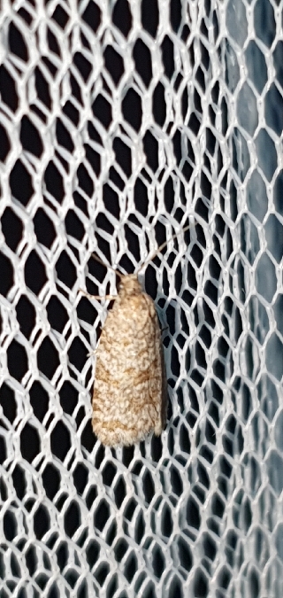 Isotrias stramentana  - Melchior Viallet