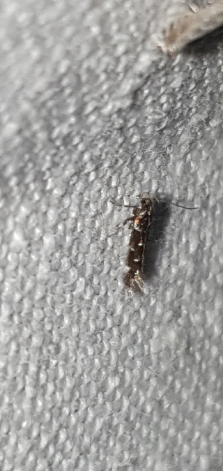 Vulcaniella extremella  - Melchior Viallet