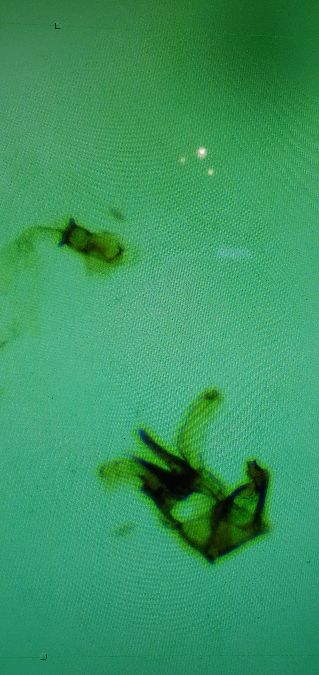 Vulcaniella extremella  - Melchior Viallet