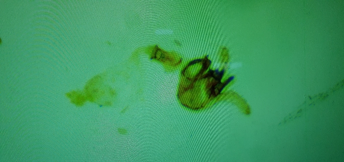 Vulcaniella extremella  - Melchior Viallet