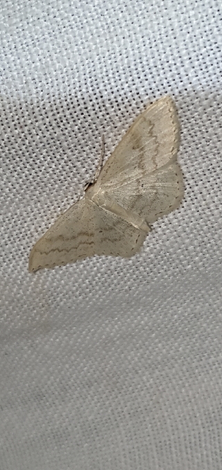 Scopula floslactata  - Melchior Viallet