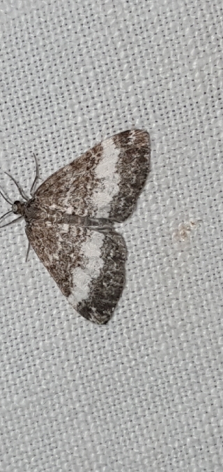 Perizoma affinitata  - Melchior Viallet