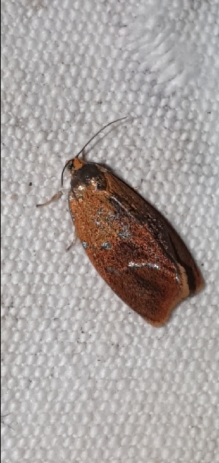 Ptycholoma lecheana  - Melchior Viallet