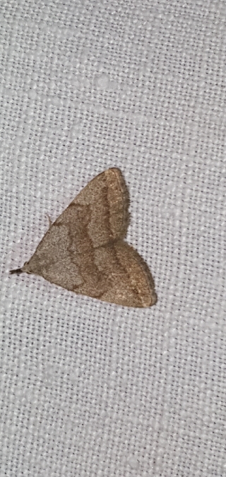 Pechipogo strigilata  - Melchior Viallet