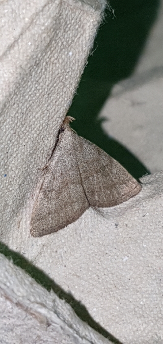 Pechipogo strigilata  - Melchior Viallet