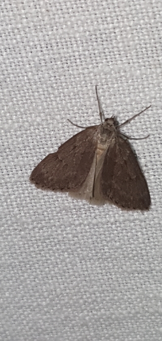 Pachycnemia hippocastanaria  - Melchior Viallet