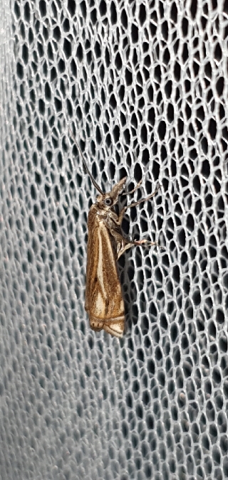 Crambus lathoniellus  - Melchior Viallet