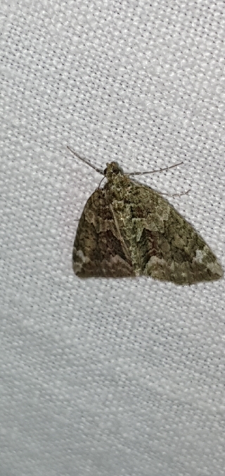 Chloroclysta siterata  - Melchior Viallet