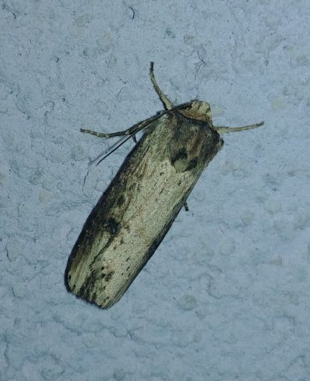 Noctuelle putride 