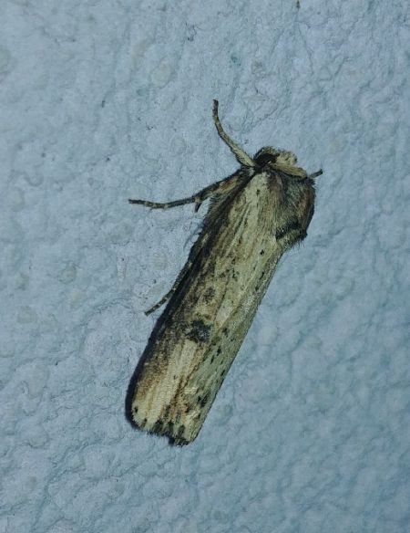 Noctuelle putride 