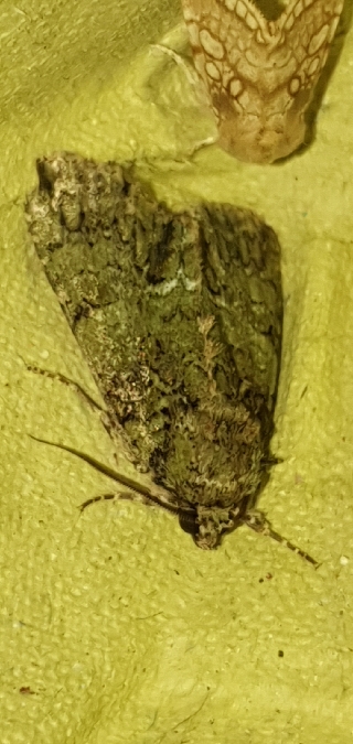Polyphaenis sericata  - Melchior Viallet